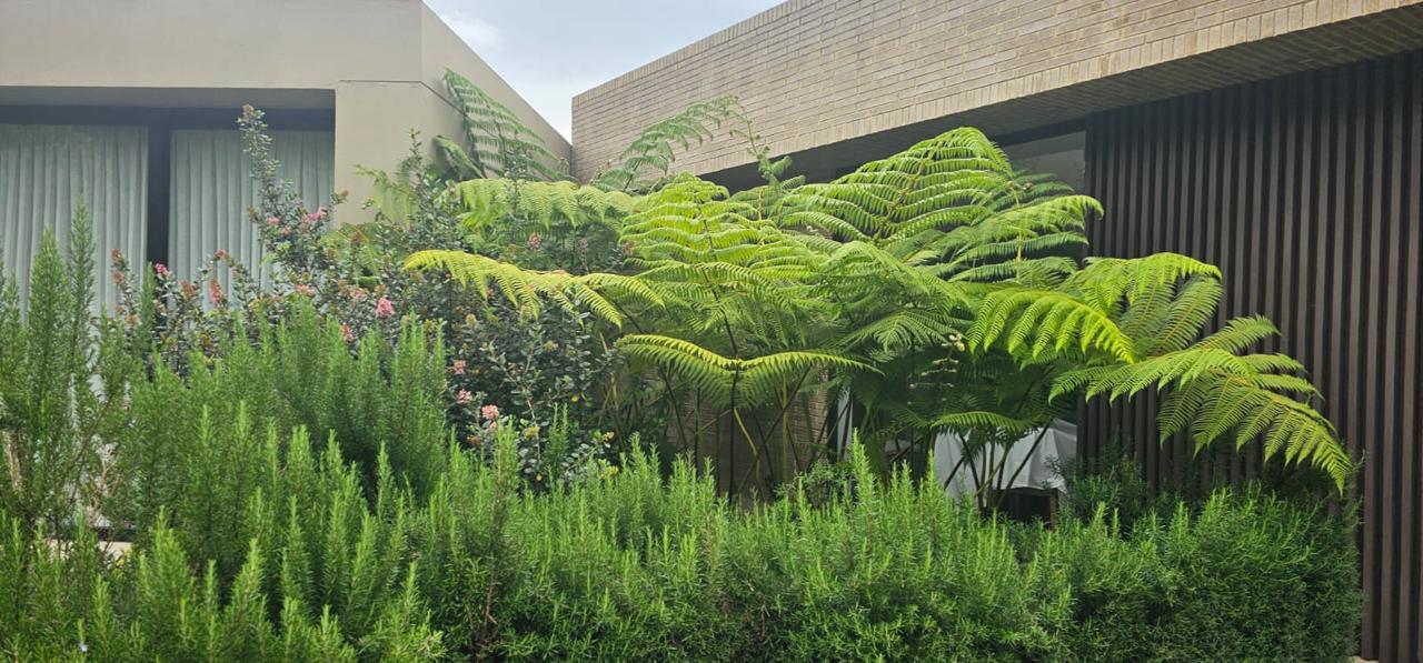 Jardín de helechos arbóreos y romero frente a una residencia contemporánea